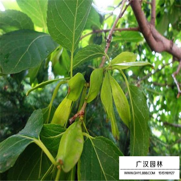 杜仲的綠化作用(圖3)