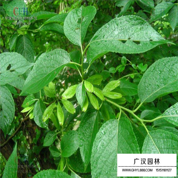 杜仲的綠化價值(圖1)