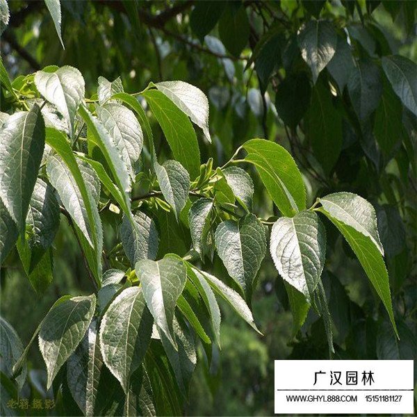 杜仲的綠化價值(圖3)