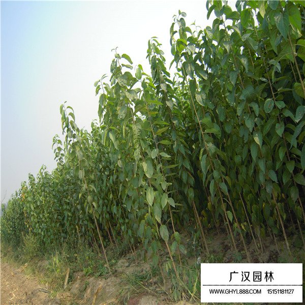 杜仲的綠化價值(圖4)