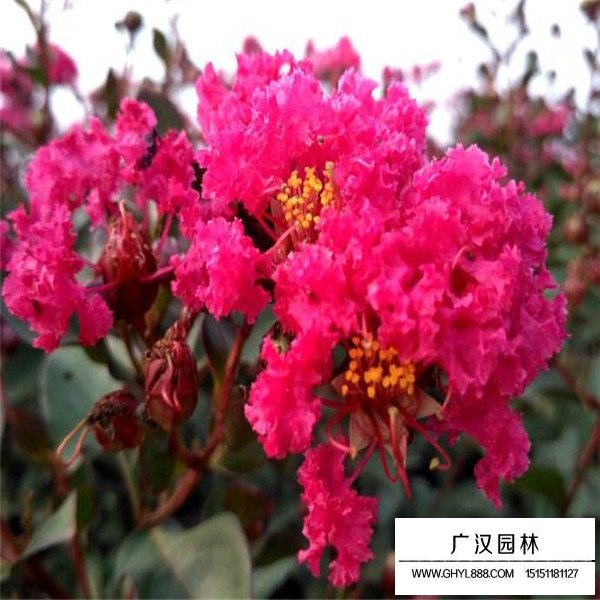 三紅紫薇種植(圖4)