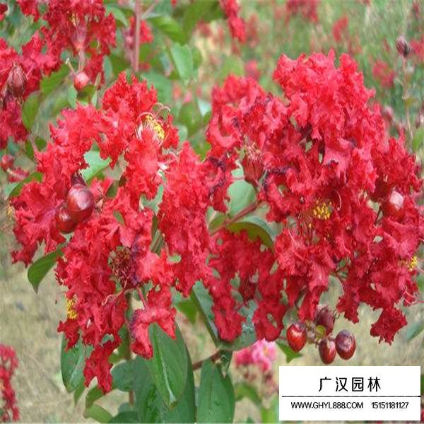 三紅紫薇的養護管理(圖2)