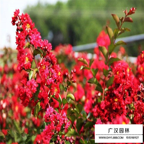 三紅紫薇的養護管理(圖3)