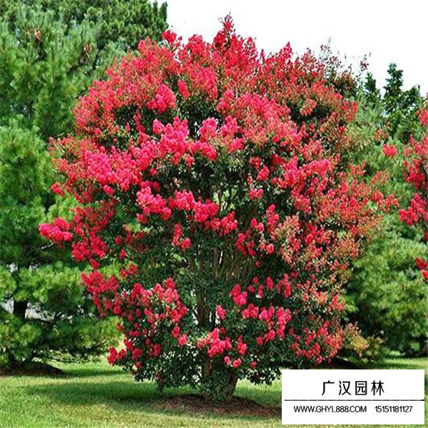 三紅紫薇的養護管理(圖4)
