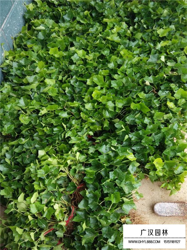 常春藤的園林作用(圖3)
