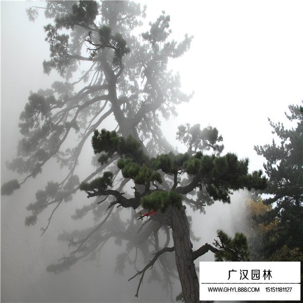華山松的養殖方法(圖1)