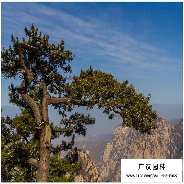 華山松的養殖方法(圖3)