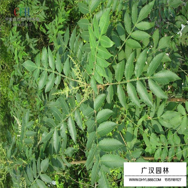 鹽膚木相關介紹(圖2)
