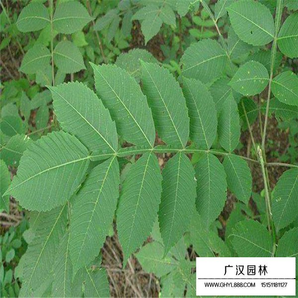 鹽膚木相關介紹(圖3)
