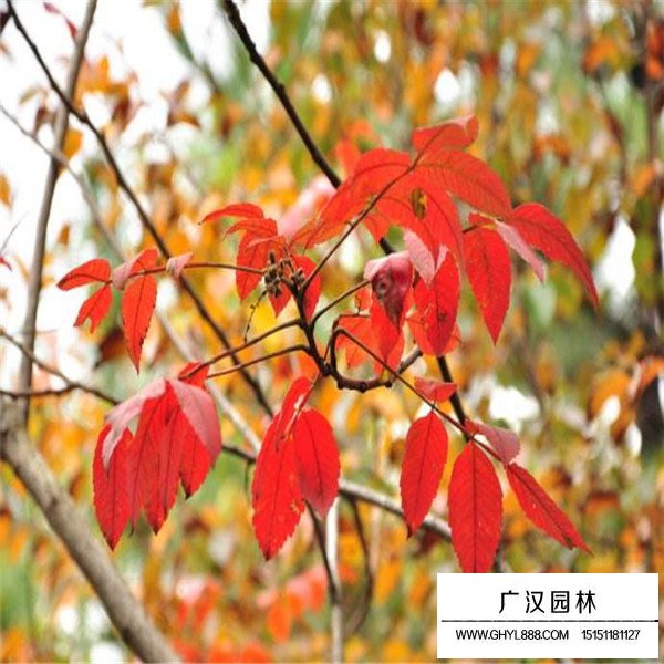 鹽膚木相關介紹(圖4)