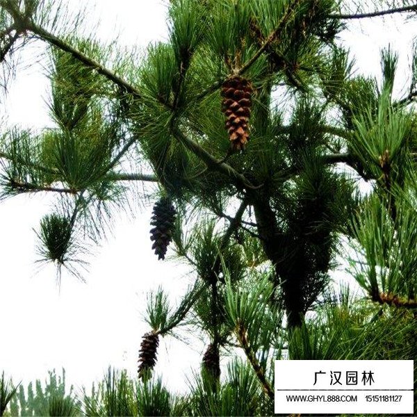 華山松的造林和種植方法(圖2)