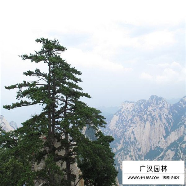 華山松的繁殖方法(圖2)