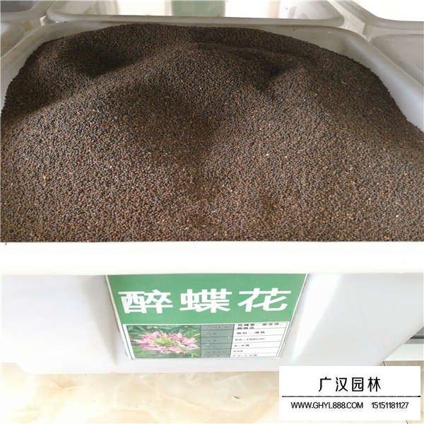 醉蝶花種子怎么種植(圖1)