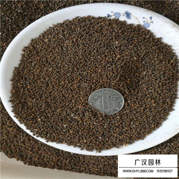 醉蝶花種子怎么種植(圖2)