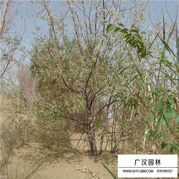 沙棗樹