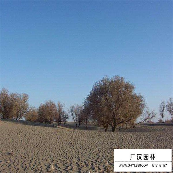 沙棗樹