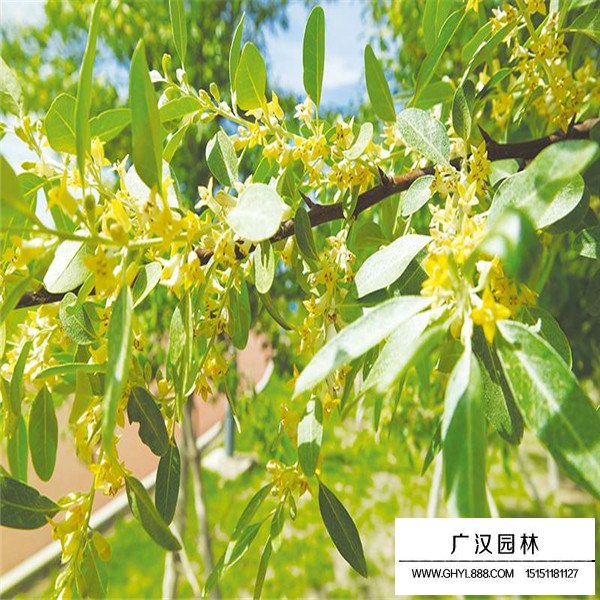 沙棗樹