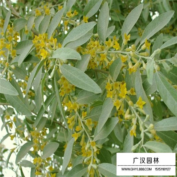 沙棗樹種植(圖1)