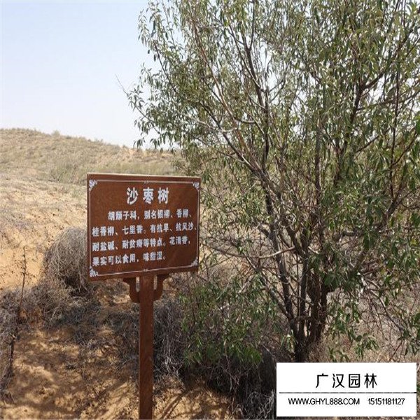 沙棗樹種植(圖4)