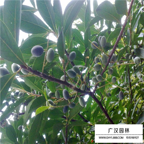 杜英樹