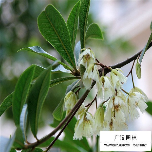 杜英介紹(圖1)