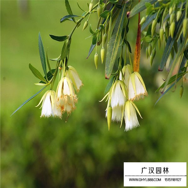 杜英介紹(圖3)