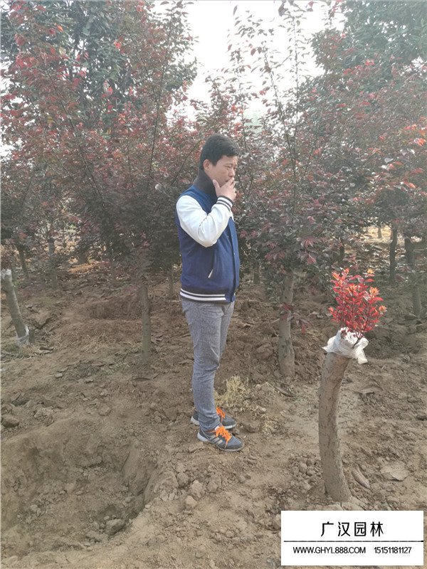 美人梅種植方法(圖2)