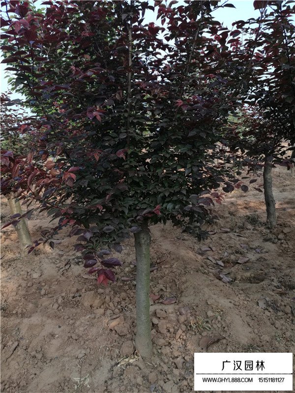 美人梅種植方法(圖3)