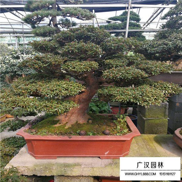 好月杜鵑盆景(圖1)