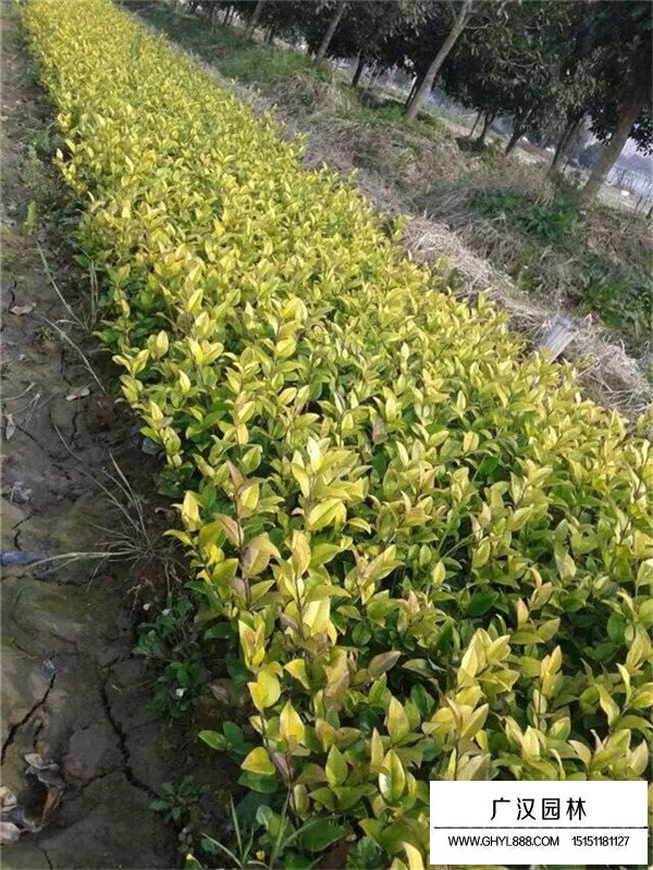 金森女貞與金葉女貞的區別(圖4)