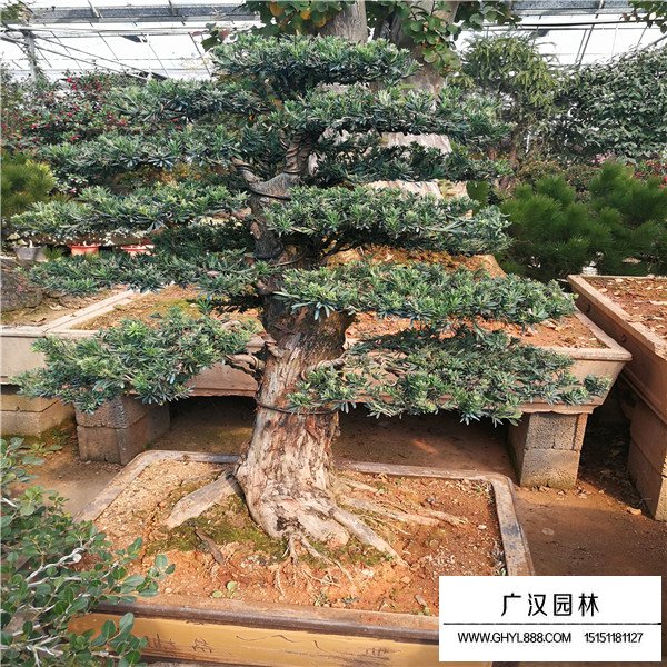 米葉羅漢松盆景
