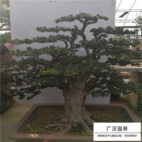 米葉羅漢松盆景