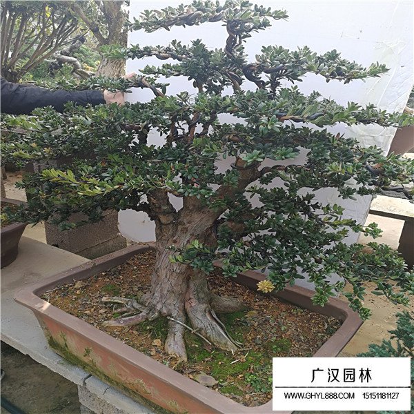 米葉羅漢松盆景