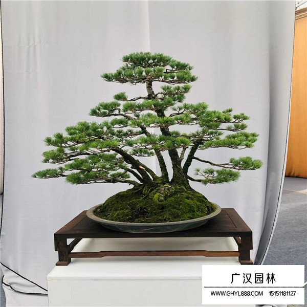 那須五葉松盆景