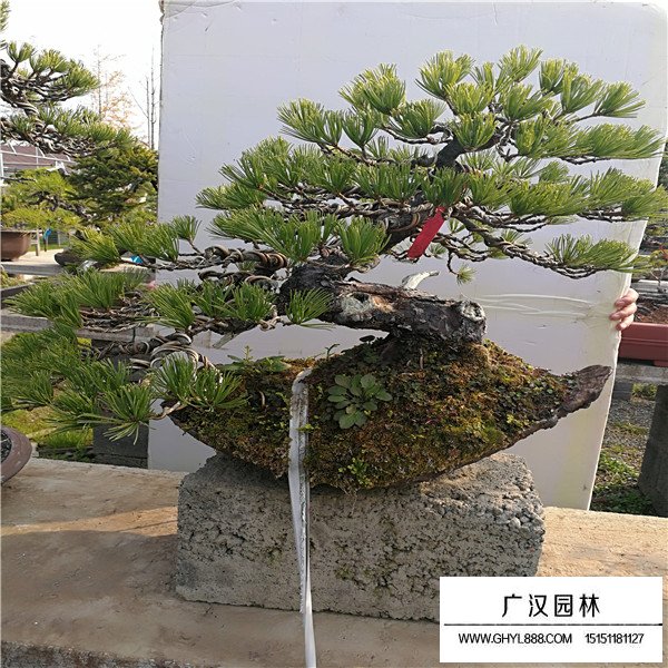 那須五葉松盆景