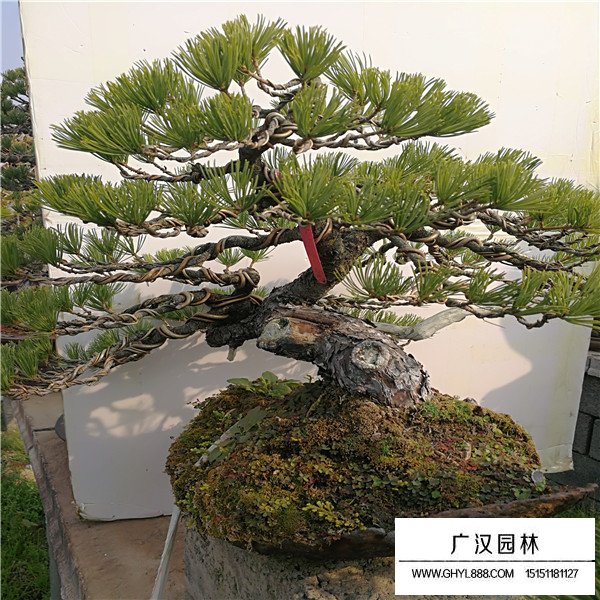 那須五葉松盆景