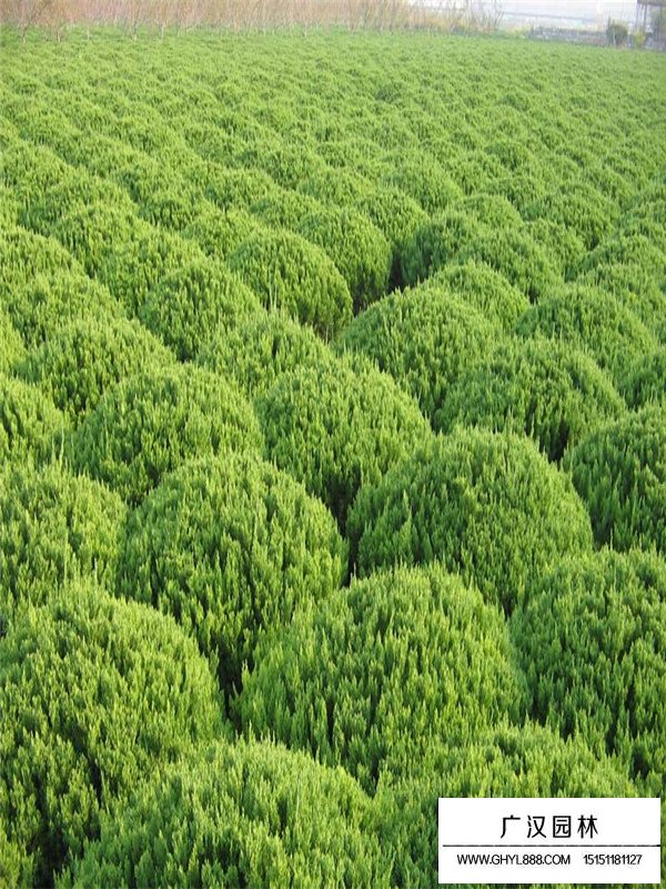 龍柏的種植方法(圖3)