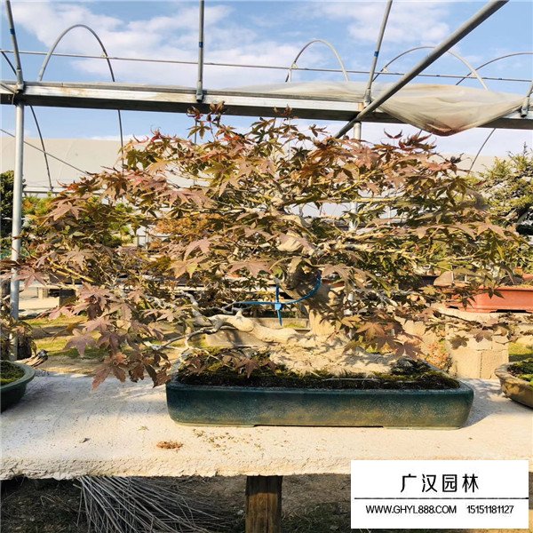 山紅葉盆景