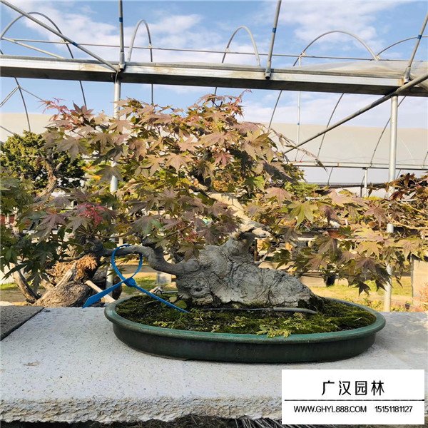 山紅葉盆景(圖4)