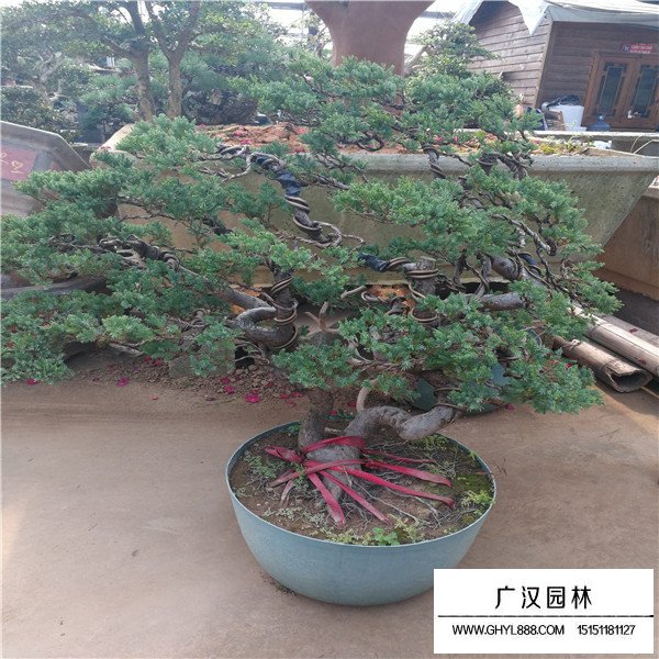 臺灣真柏盆景