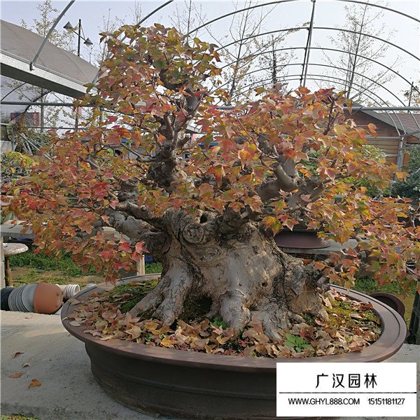 唐楓盆景