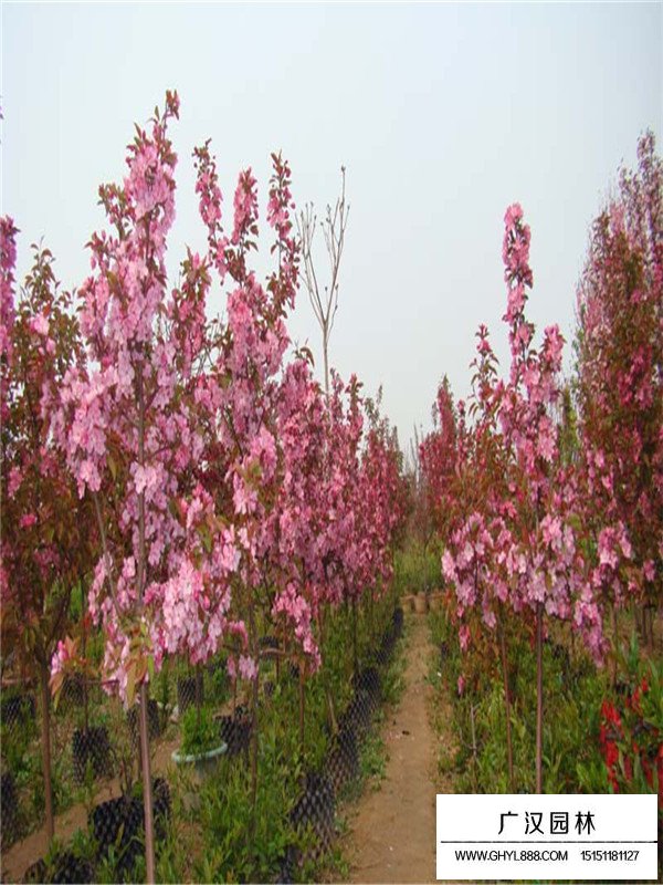 木瓜樹開花結果的時間(圖1)