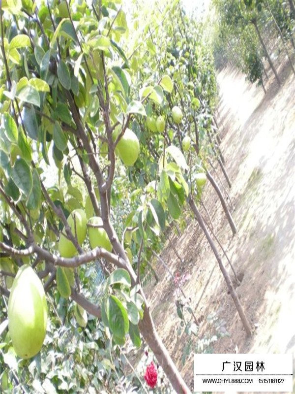 木瓜樹開花結果的時間(圖3)