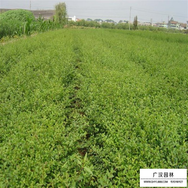 如何制作與養護水蠟盆景(圖4)