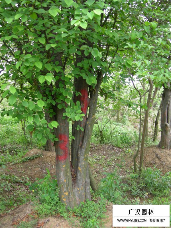 木瓜樹基地分布在哪里(圖3)