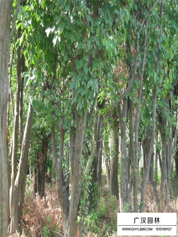 木瓜樹種植技術(圖2)