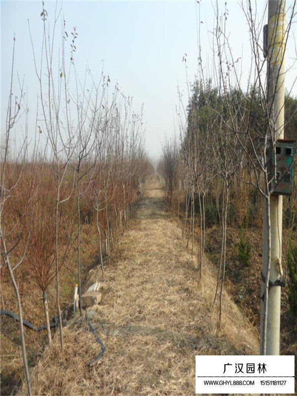 木瓜樹種植技術(圖3)