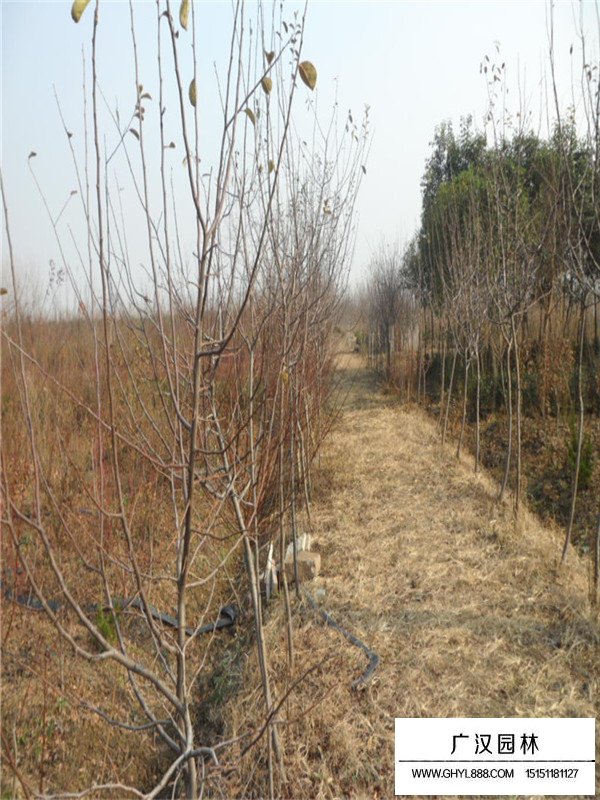 木瓜樹栽培技術(圖1)