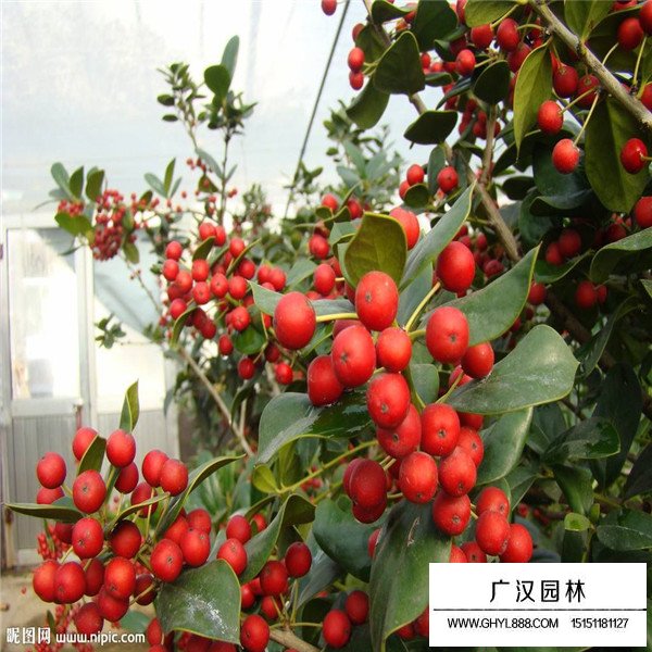 赤楠種子的產地在哪里(圖1)