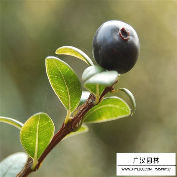 赤楠種子的產地在哪里(圖3)